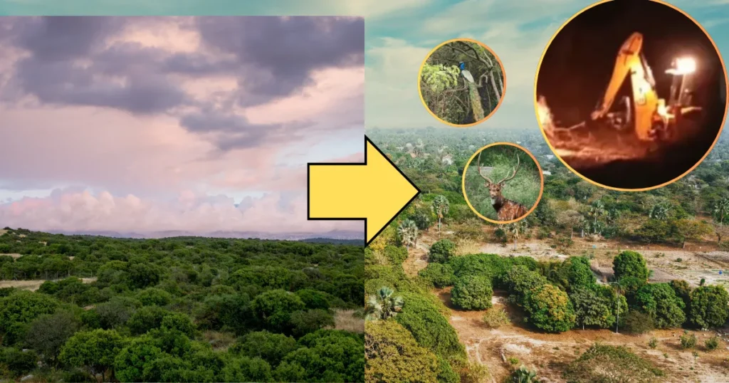 Visual showing forest transformation: dense greenery on the left turns into cleared land on the right, with wildlife and an excavator indicating deforestation impact in Kancha Gachibowli.